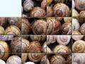 snails کے ساتھ پہیلی آن لائن کھیلنے کے